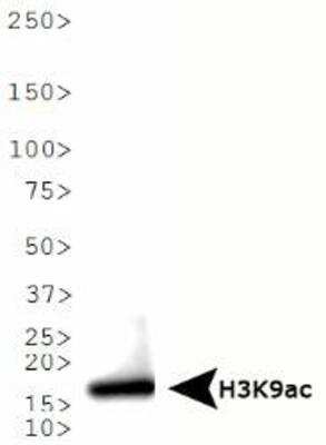 Western Blot: Histone H3 [ac Lys9] AntibodyBSA Free [NB21-1074]